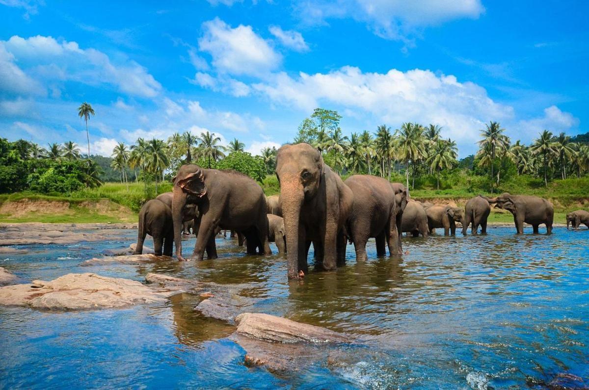 Wild Park Safari Home Stay Udawalawe Exterior photo